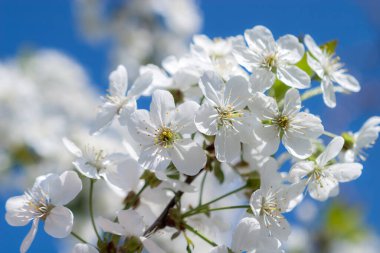 Kiraz ağacının dallarında açan beyaz narin çiçekler. Narin işaretler ilkbahar yakın çekim.