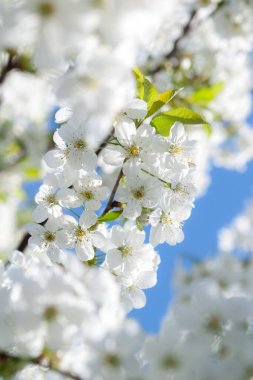 Kiraz ağacının dallarında açan beyaz narin çiçekler. Narin işaretler ilkbahar yakın çekim.