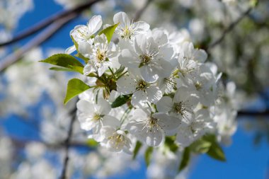 Kiraz ağacının dallarında açan beyaz narin çiçekler. Narin işaretler ilkbahar yakın çekim.