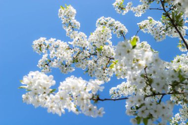 Kiraz ağacının dallarında açan beyaz narin çiçekler. Narin işaretler ilkbahar yakın çekim.
