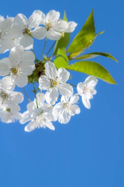 Kiraz ağacının dallarında açan beyaz narin çiçekler. Narin işaretler ilkbahar yakın çekim.