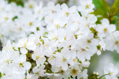 Kiraz ağacının dallarında açan beyaz narin çiçekler. Narin işaretler ilkbahar yakın çekim.