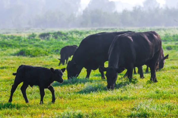 Summer Morning Pasture Herd Black Aberdeen Angus Cows Graze Green — Stock Photo, Image