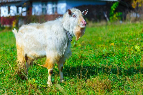 Cabra Tribal Masculina Sin Cuernos Color Blanco Raza Inglesa Prado — Foto de Stock