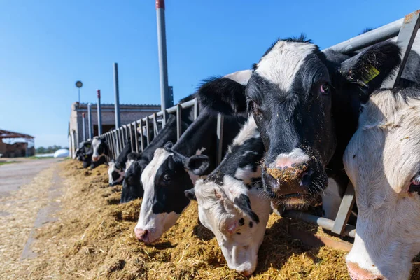 在乌克兰中部某个地方的牛棚农场 对动物进行了近距离观察 饲养了无角奶牛来吃筒仓饲料 提出了农业 农业和畜牧业的概念 — 图库照片