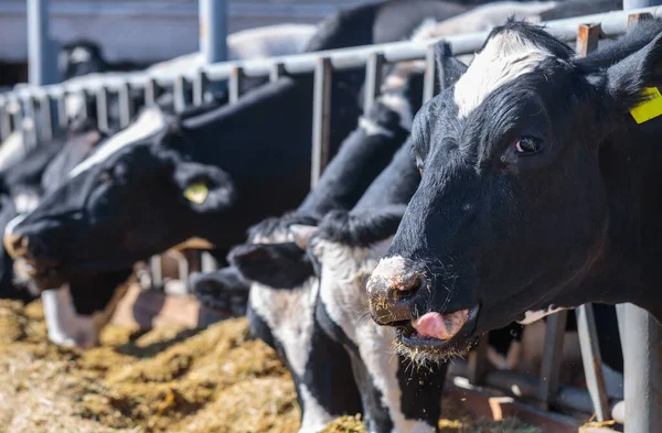Raça Vacas Leiteiras Sem Chifres Que Comem Forragens Silos Fazenda — Fotografia de Stock