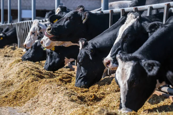 Ras Van Hoornloze Melkkoeien Eten Silo Voeder Cowshed Boerderij Ergens — Stockfoto