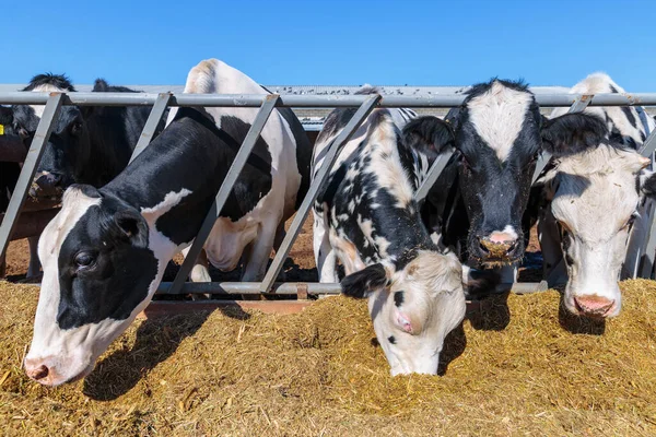 Ras Van Hoornloze Melkkoeien Eten Silo Voeder Cowshed Boerderij Ergens — Stockfoto