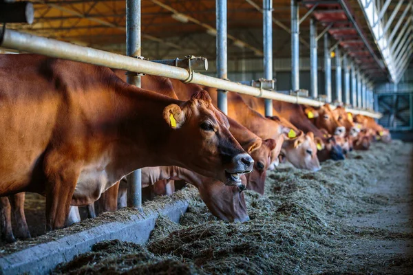 Cows Dairy Breed Jersey Eating Hay Fodder Cowshed Farm Somewhere — Stock Photo, Image