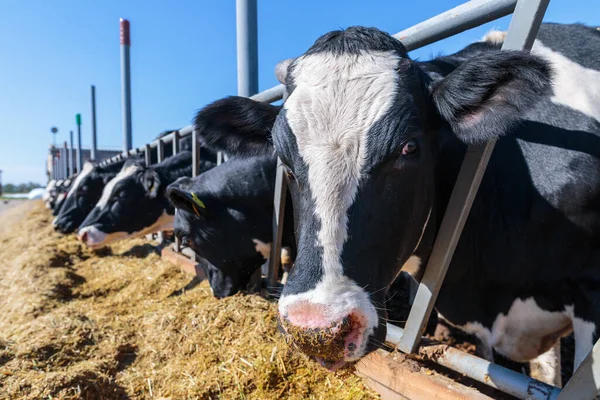 在乌克兰中部某个地方的牛棚农场 对动物进行了近距离观察 饲养了无角奶牛来吃筒仓饲料 提出了农业 农业和畜牧业的概念 — 图库照片