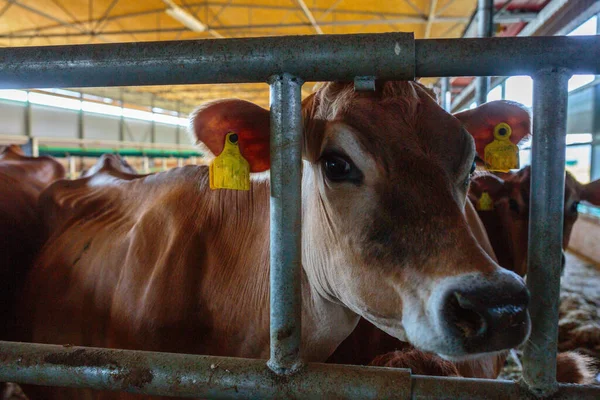 stock image cows dairy breed of Jersey eating hay fodder in cowshed farm somewhere in central Ukraine, agriculture industry, farming and animal husbandry concept