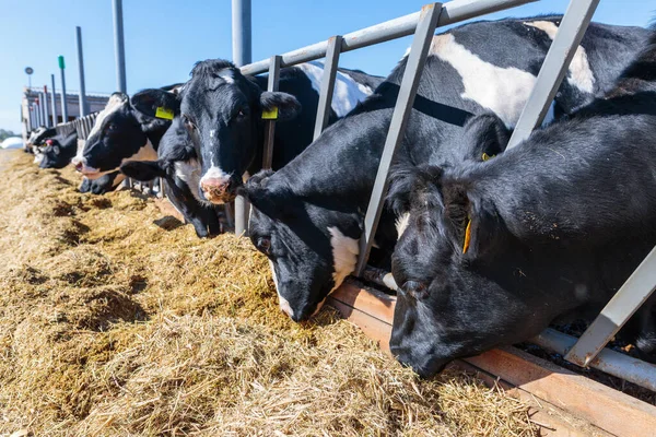 ウクライナ中央部のどこかの牛小屋の農場でサイロの飼料を食べる角のない酪農牛の品種 畜産の概念 — ストック写真