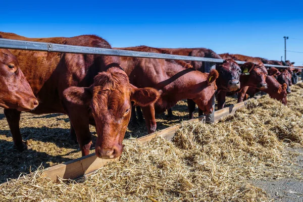 Raza Vacas Lecheras Sin Cuernos Que Comen Silos Forraje Granja — Foto de Stock