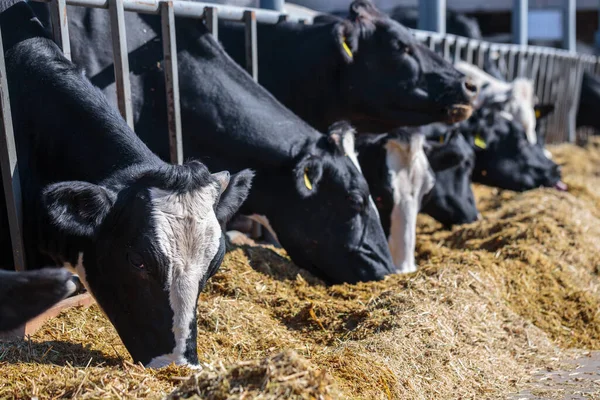 ウクライナ中央部のどこかの牛小屋の農場でサイロの飼料を食べる角のない酪農牛の品種 畜産の概念 — ストック写真