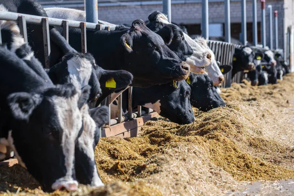 Raza Vacas Lecheras Sin Cuernos Que Comen Silos Forraje Granja —  Fotos de Stock