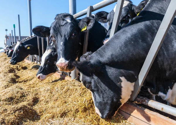在乌克兰中部某个地方的牛棚农场里喂养的无角奶牛品种 农业和畜牧业概念 — 图库照片