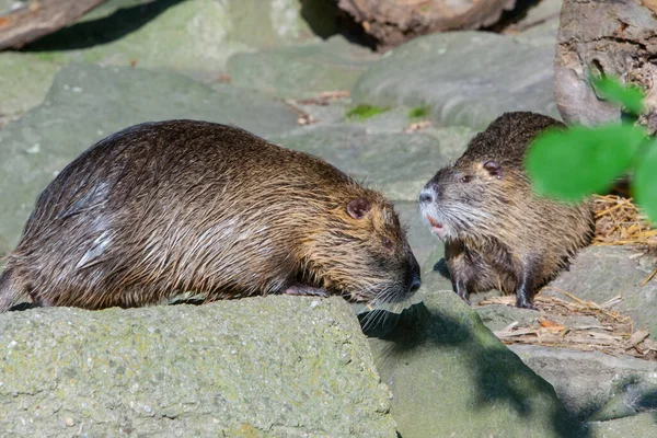 Coypu Lat Myocastor Coypus Ook Bekend Als Nutria — Stockfoto