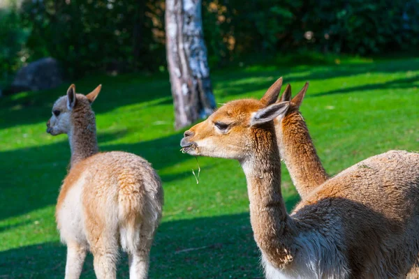 Vicuna Lat Vicugna Vicugna — Foto de Stock