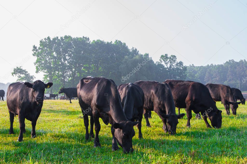 Summer morning in the pasture. A herd of black Aberdeen Angus cows graze on green grass. Sometimes also call simply Angus, is a Scottish breed of small beef cattle.