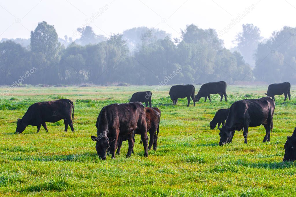 Summer morning in the pasture. A herd of black Aberdeen Angus cows graze on green grass. Sometimes also call simply Angus, is a Scottish breed of small beef cattle.