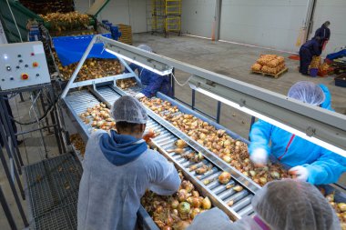 Konveyör sıralama hattındaki soğan ampullerini sınıflandıran (tanınmayan kişi) çalışanlar. Tarım şirketlerinin ürünlerinin değerlendirilmesi, paketlenmesi ve depolanması için üretim tesisleri.
