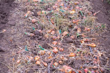 Damla sulama teknolojisiyle yetişen soğan mahsulleri ile sonbahar tarlası. Ampuller mekanik olarak topraktan seçiliyor ve doğal olarak kurutuluyor..