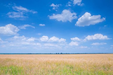 Güneşli yaz gününde kolza tohumu büyük bir tarlada olgunlaşır. Hasat zamanı..