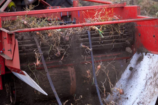 Campo Otoño Con Cultivo Cebolla Cultivado Por Tecnología Riego Por —  Fotos de Stock