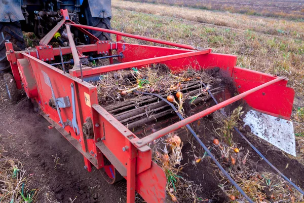 Autumn Field Onion Crop Grown Drip Irrigation Technology Tractor Mounted — Stock Photo, Image