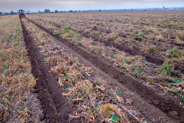 Huge Autumn Field Onion Crop Grown Drip Irrigation Technology Bulbs — Stock Photo, Image