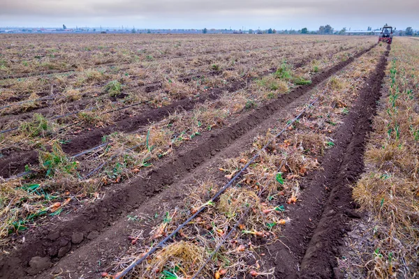 Huge Autumn Field Onion Crop Grown Drip Irrigation Technology Bulbs — Stock Photo, Image