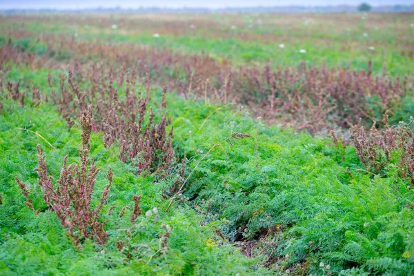 Campo Otoño Con Cultivo Zanahoria Tecnología Agricultura Ecológica Mes Anterior —  Fotos de Stock