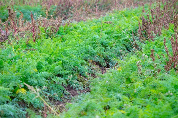 Campo Otoño Con Cultivo Zanahoria Tecnología Agricultura Ecológica Mes Anterior —  Fotos de Stock