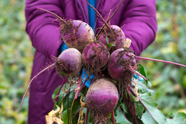 农夫在田里夸耀自己的甜菜收获了 手中握着成熟的根 红甜菜 有机耕作和健康饮食专题的说明性照片 — 图库照片
