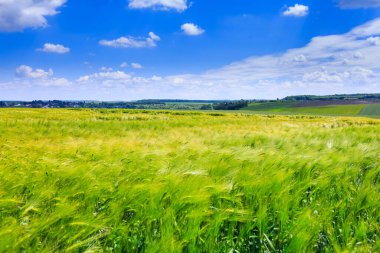 Çavdar tarlaları. Kümülüs bulutlu mavi gökyüzü. Sihirli yaz manzarası. Kavram teması: Tarım. Doğa. İklim. Ekoloji. Gıda üretimi.