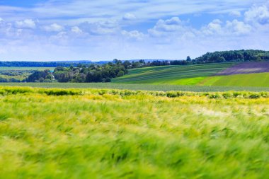 Yeşil buğday, çavdar, soya ve mısır tarlaları. Kümülüs bulutlu mavi gökyüzü. Sihirli yaz manzarası. Kavram teması: Tarım. Doğa. İklim. Ekoloji. Gıda üretimi.