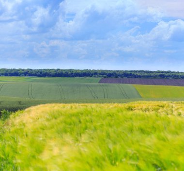 Yeşil buğday, çavdar, soya ve mısır tarlaları. Kümülüs bulutlu mavi gökyüzü. Sihirli yaz manzarası. Kavram teması: Tarım. Doğa. İklim. Ekoloji. Gıda üretimi.