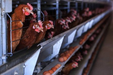Fabrika tavuk yumurtası üretimi. Kırmızı tavuklar özel kafeslerde otururlar. Doğrusal perspektif. Tarım şirketi. Kavram teması: tarım sektörü, gıda üretimi.