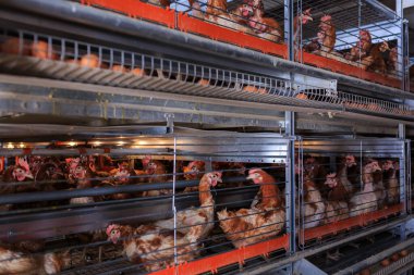 Fabrika Tavuk yumurtası üretimi. Kırmızı tavuklar özel kafeslerde otururlar. Doğrusal perspektif. Tarım Şirketi.