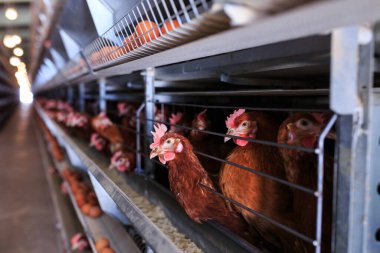 Fabrika Tavuk yumurtası üretimi. Kırmızı tavuklar özel kafeslerde otururlar. Doğrusal perspektif. Tarım Şirketi.