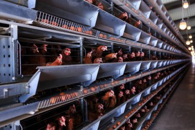 Fabrika Tavuk yumurtası üretimi. Kırmızı tavuklar özel kafeslerde otururlar. Doğrusal perspektif. Tarım Şirketi.