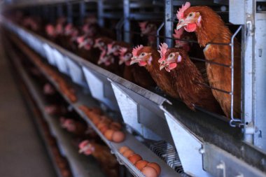 Fabrika Tavuk yumurtası üretimi. Kırmızı tavuklar özel kafeslerde otururlar. Doğrusal perspektif. Tarım Şirketi.
