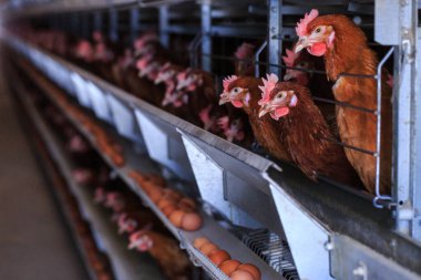 Fabrika Tavuk yumurtası üretimi. Kırmızı tavuklar özel kafeslerde otururlar. Doğrusal perspektif. Tarım Şirketi.