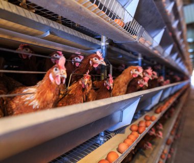 Fabrika Tavuk yumurtası üretimi. Kırmızı tavuklar özel kafeslerde otururlar. Doğrusal perspektif. Tarım Şirketi.