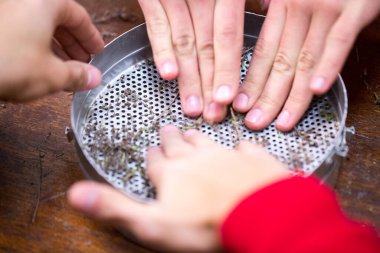 Gönüllüler bilim insanlarına biyologlara yardım ediyor. Çoklu kalibreli kekiği kullanarak elle eleme yapıyorlar..