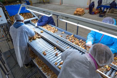 Konveyör sıralama hattındaki soğan ampullerini sınıflandıran (tanınmayan kişi) çalışanlar. Tarım şirketlerinin ürünlerinin değerlendirilmesi, paketlenmesi ve depolanması için üretim tesisleri.