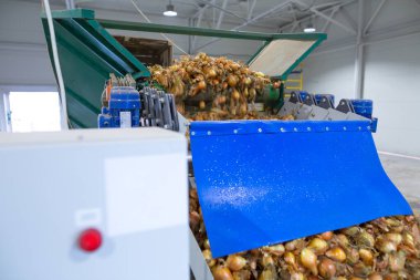 Taşıyıcı sıralama hattının kontrol paneli. Büyük tarım şirketlerinin ürünlerinin, gıdalarının ya da mallarının değerlendirilmesi, paketlenmesi ve depolanması için üretim tesisleri. Soğan soğanları sıralanır.