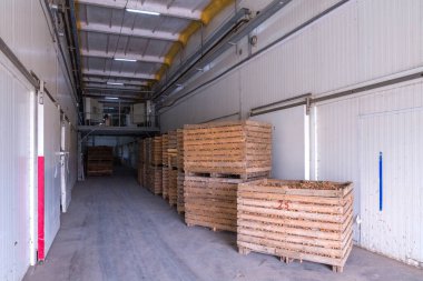 Soğan deposu. Ekin deposu. Kuru, serin depo. Soğan ampullü ahşap sandıklar..