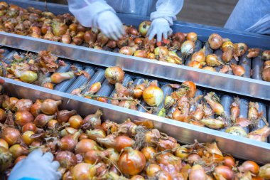 Soğan soğanlarını tasnif sırasına dizen çalışanın elleri. Büyük tarım şirketlerinin ürünlerini değerlendirmek, paketlemek ve depolamak için üretim tesisleri.
