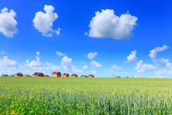 Trigo Verde Campo Construcción Cabañas Residenciales Pueblo Cielo Azul Con — Foto de Stock